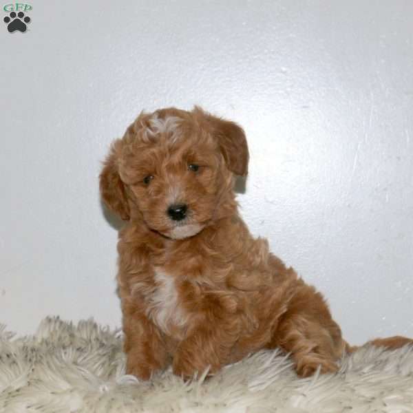 Skye, Mini Labradoodle Puppy