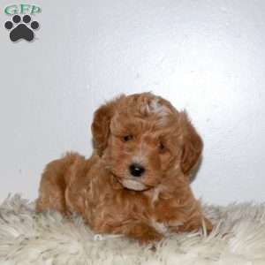 Skye, Mini Labradoodle Puppy