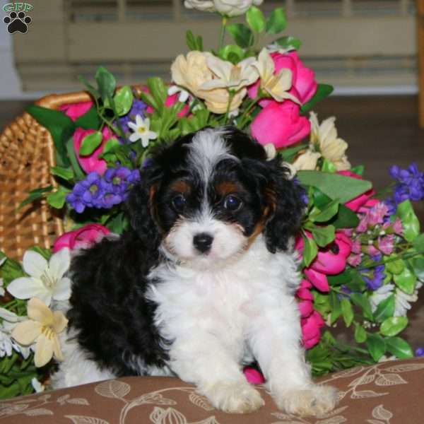 Skye, Cavapoo Puppy