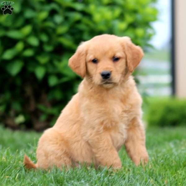 Skyler, Golden Retriever Puppy