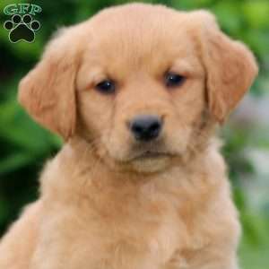 Skyler, Golden Retriever Puppy