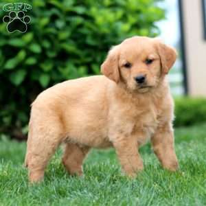 Skyler, Golden Retriever Puppy