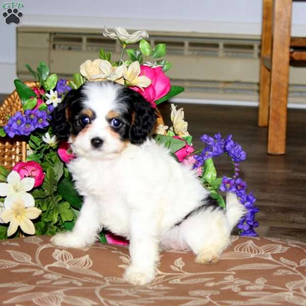 Smokey, Cavapoo Puppy