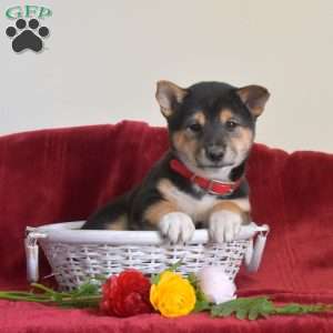 S’mores, Shiba Inu Puppy