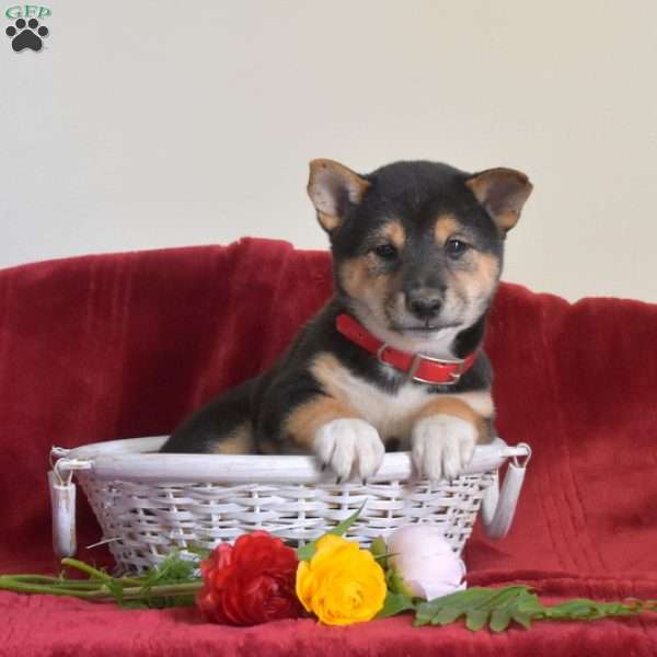 S’mores, Shiba Inu Puppy
