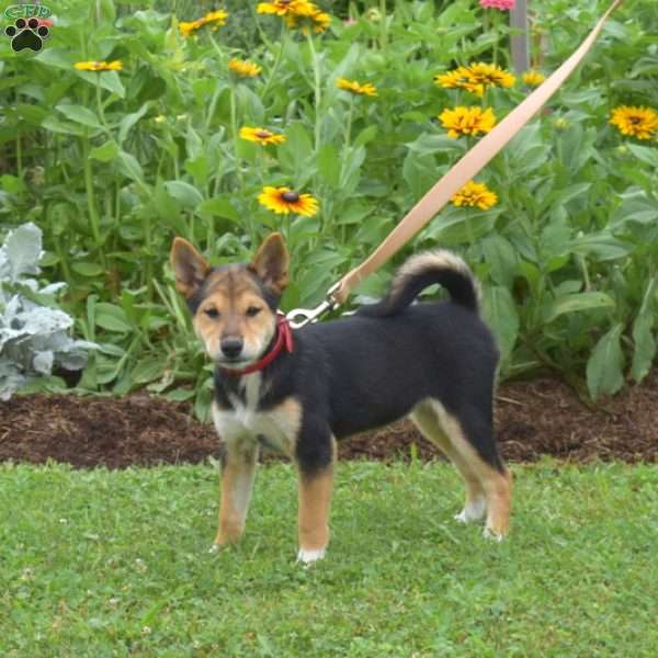 S’mores, Shiba Inu Puppy