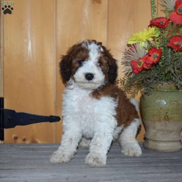 S’mores, Mini Bernedoodle Puppy
