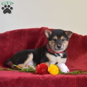 S’mores, Shiba Inu Puppy