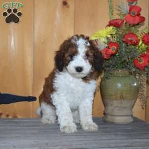 S’mores, Mini Bernedoodle Puppy