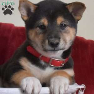 S’mores, Shiba Inu Puppy