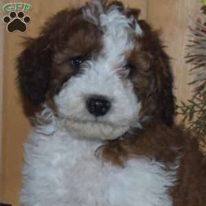 S’mores, Mini Bernedoodle Puppy