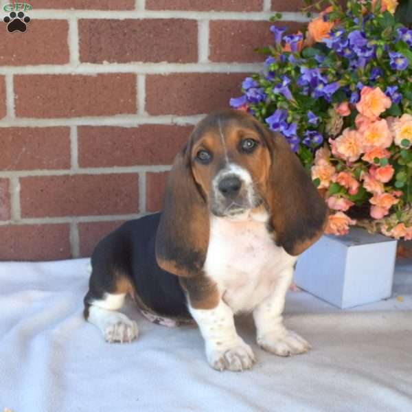 Snickers, Basset Hound Puppy
