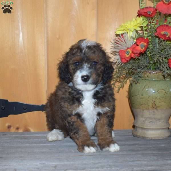 Snickers, Mini Bernedoodle Puppy