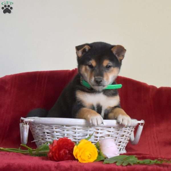 Snickers, Shiba Inu Puppy