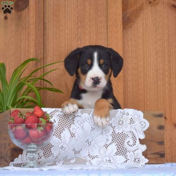 Snickers, Greater Swiss Mountain Dog Puppy