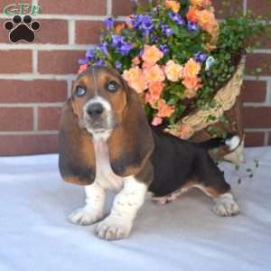 Snickers, Basset Hound Puppy