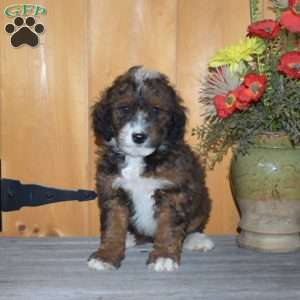 Snickers, Mini Bernedoodle Puppy