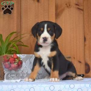 Snickers, Greater Swiss Mountain Dog Puppy