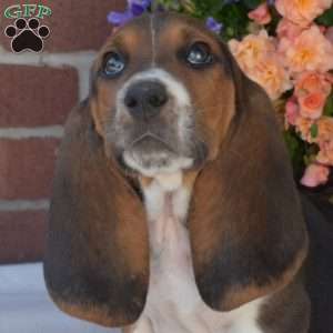 Snickers, Basset Hound Puppy