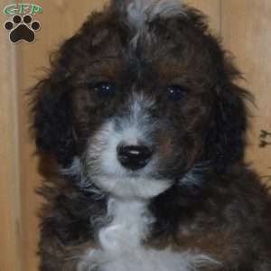 Snickers, Mini Bernedoodle Puppy