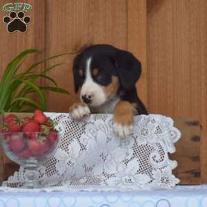 Snickers, Greater Swiss Mountain Dog Puppy