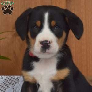 Snickers, Greater Swiss Mountain Dog Puppy