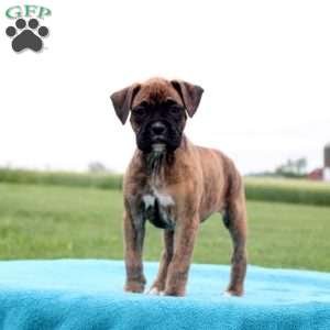 Snickers, Boxer Puppy