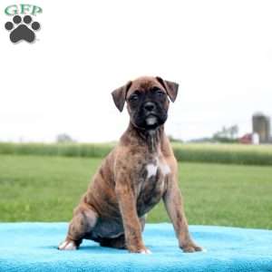 Snickers, Boxer Puppy