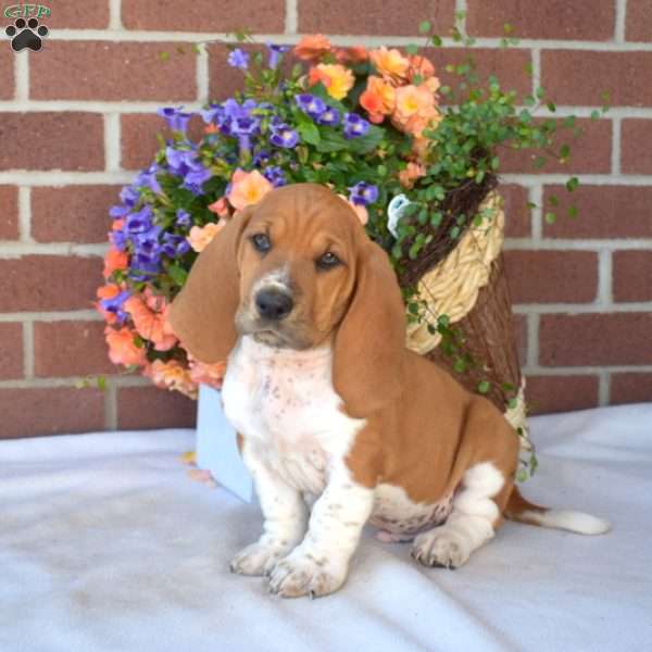 Snoopy, Basset Hound Puppy