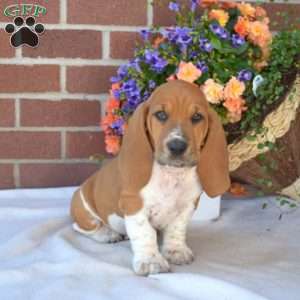 Snoopy, Basset Hound Puppy
