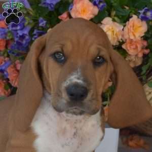 Snoopy, Basset Hound Puppy