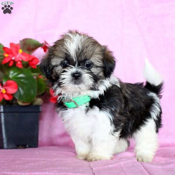 Snuggles, Shih Tzu Puppy