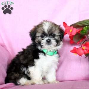 Snuggles, Shih Tzu Puppy
