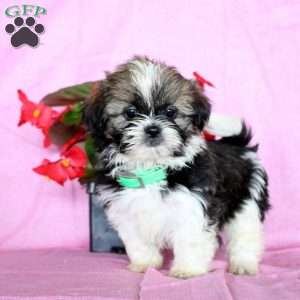 Snuggles, Shih Tzu Puppy