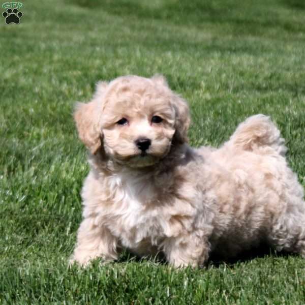 Sofia, Bich-Poo Puppy