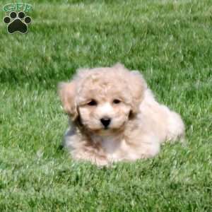 Sofia, Bich-Poo Puppy