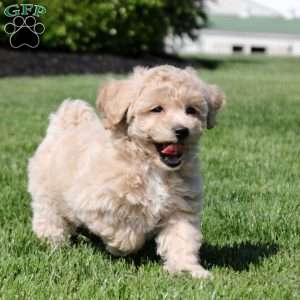 Sofia, Bich-Poo Puppy