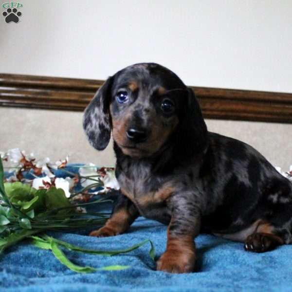 Solomon-Mini, Dachshund Puppy