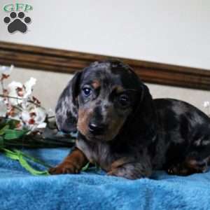 Solomon-Mini, Dachshund Puppy