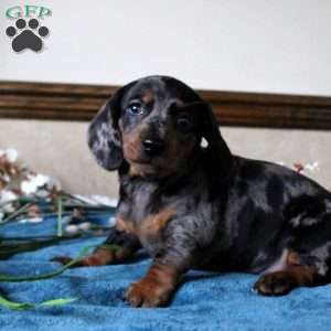 Solomon-Mini, Dachshund Puppy