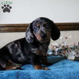 Solomon-Mini, Dachshund Puppy