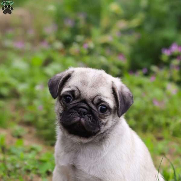 Sophia, Pug Puppy