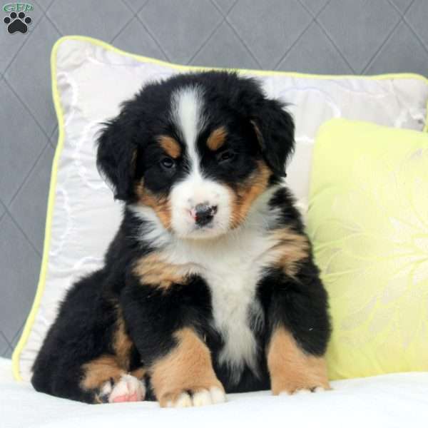 Sophia, Bernese Mountain Dog Puppy
