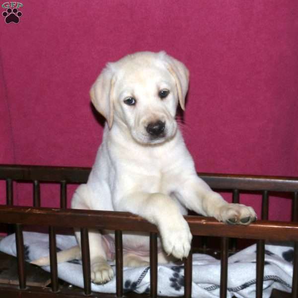 Sophia, Yellow Labrador Retriever Puppy