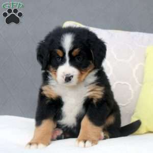 Sophia, Bernese Mountain Dog Puppy