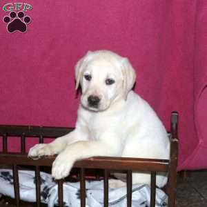 Sophia, Yellow Labrador Retriever Puppy