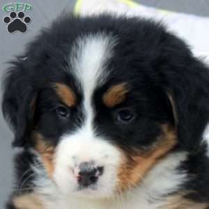Sophia, Bernese Mountain Dog Puppy