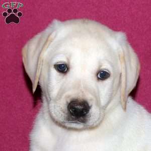 Sophia, Yellow Labrador Retriever Puppy