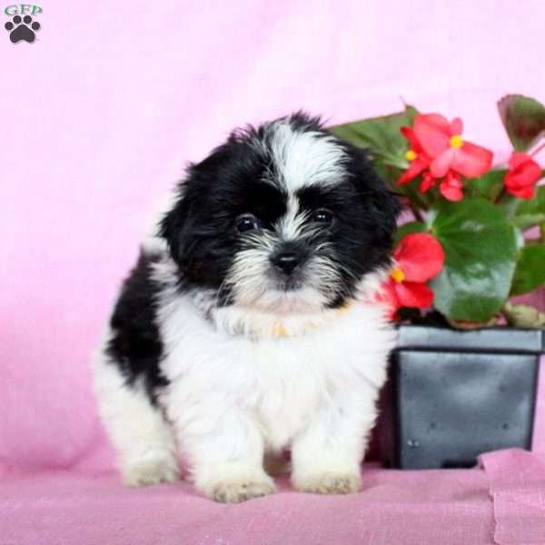 Sophie, Shih Tzu Puppy