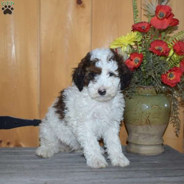 Sophie, Mini Bernedoodle Puppy